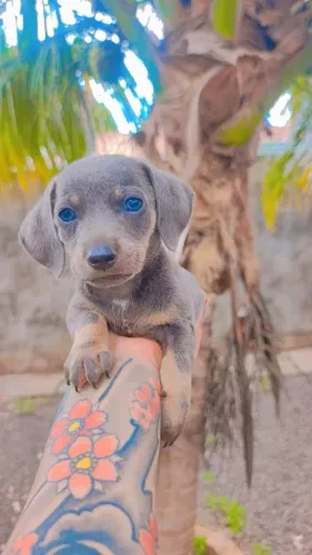 Daschund 