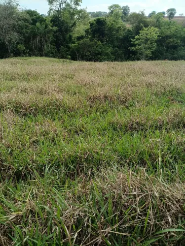 Vende se chácara a 6 km Avelinópolis