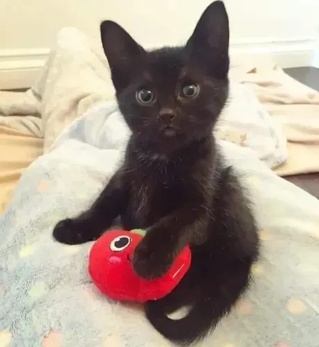 Gatinhos angora preto machos