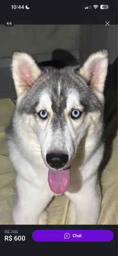 Husky siberiano fêmea