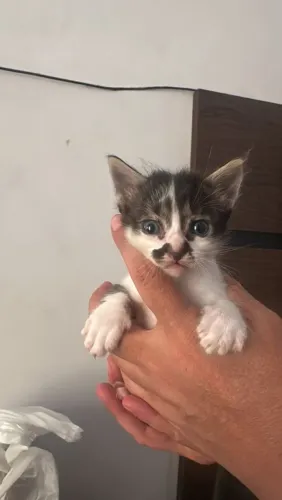 Gato
