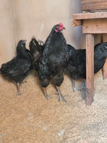 Galo Ameraucana Black