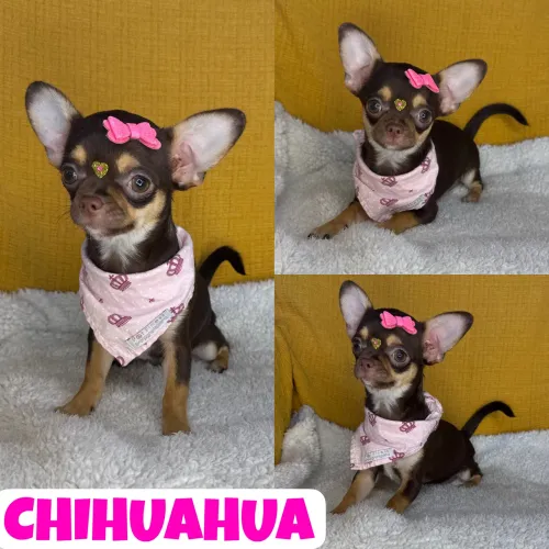 Feminha de Chihuahua Pêlo Curto Chocolate c/ Microchipe 