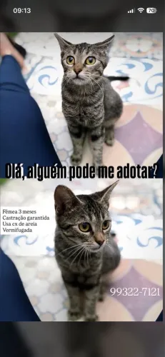 Adote filhote de gato