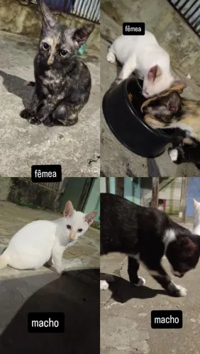 filhotes de gato