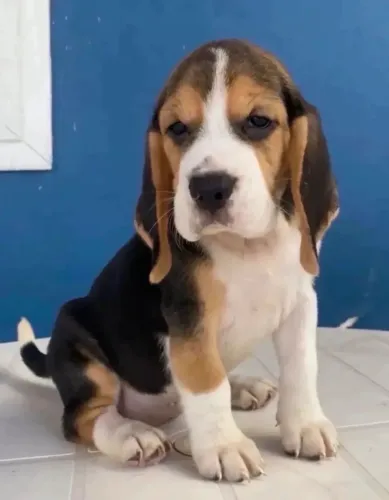 Lindíssimo Machinho de Beagle 