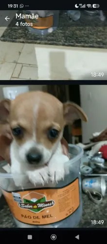 Cachorro pincher