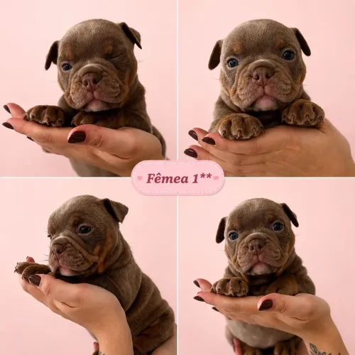 Filhotes american bully micro