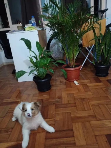 Border Collie filhote
