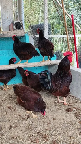 Ovos férteis e pintinhos de rodhe sland red
