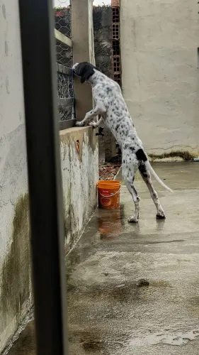 Perdigueiro pointer inglês 