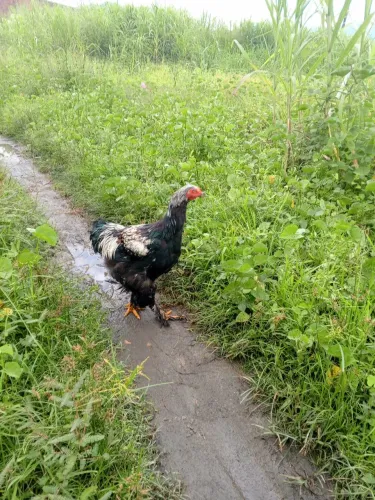 Frango Brahma Dark lindo