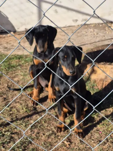 Filhote de Doberman Macho