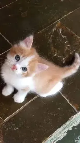 Lindos bebês Angora ,Várias Cores 