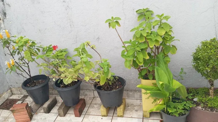 Plantas