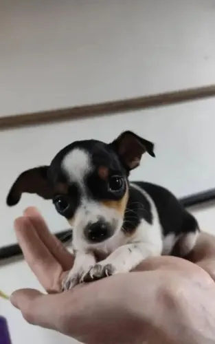 Pincher tricolor 00
