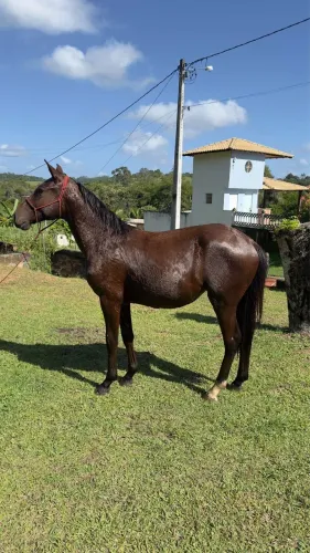 POTRA NETA DO CORONEL FLEX