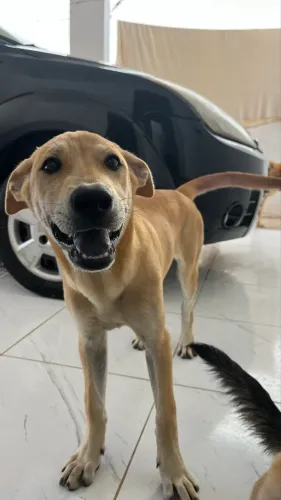 Filhotes para adoção 