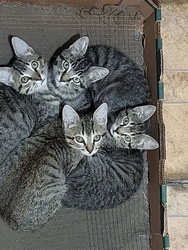 Doações de gatos consciente