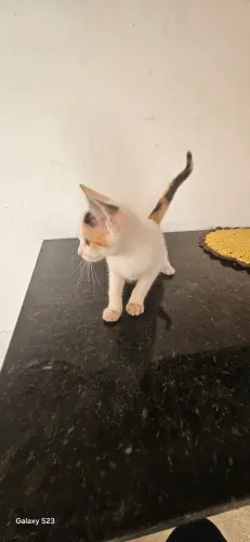 Doação de uma gatinha super esperta, e dociel. Alimentando sozinha.