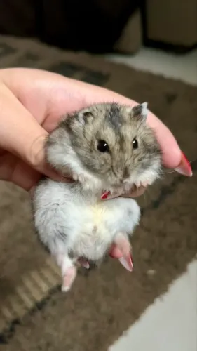 Vende- se hamster anão russo dócil