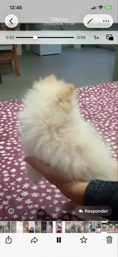 Fêmea 4 meses de Lulu anã