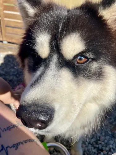 Doa-se Husky