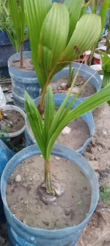 Mudas de coqueiros bae