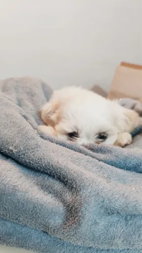 Filhote Lhasa Apso