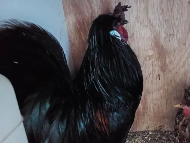 Galo polonesa 
