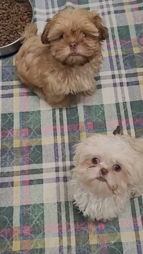 Filhotes de Shih Tzu | Companheiros que trazem alegria para qualquer ocasião!