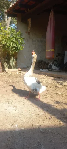 Lindos casais de ganso.