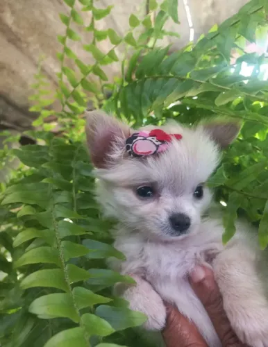 Filhote chiuahua