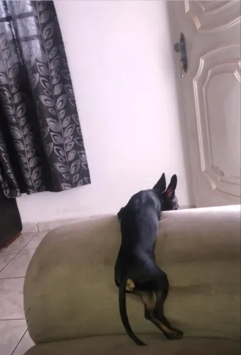 Quero compra uma pincher fêmea