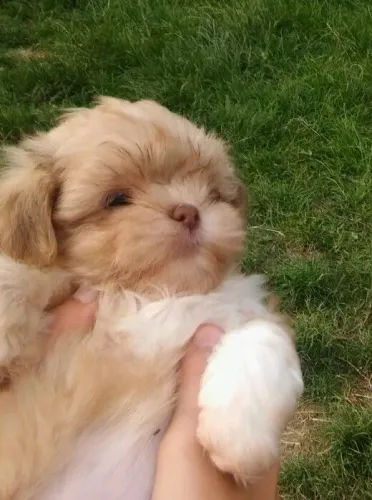 Shih Tzu Um novo parceiro para preencher sua rotina de afeto