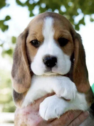Beagle Filhotes disponíveis para novos lares cheios de amor