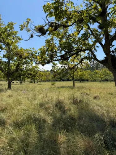 SÍTIOS 2 HECTARES COM ESCRITURA INDIVIDUAL EM ITAPUÃ - AO LADO DO ASFALTO - 100% PLANO