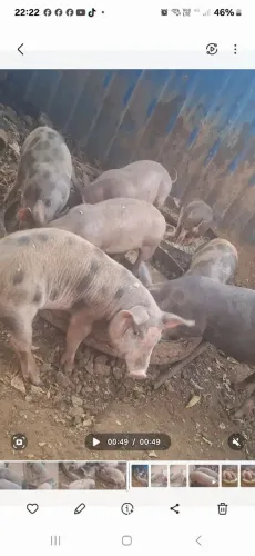 LEITOES DISPONÍVEIS URGENTE *