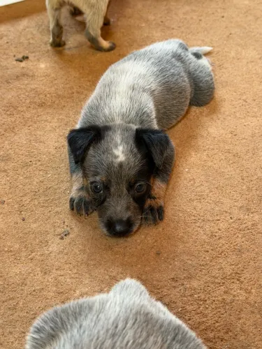 Filhotes de Blue Heeler