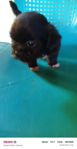 Filhote de Shitzu com poodle