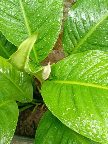 LÍRIOS DA PAZ COM FLOR