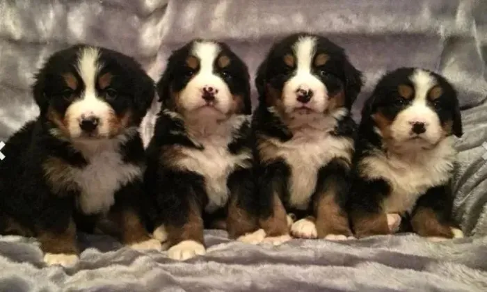 Cachorro filhote bernese brincalhão com saúde e garantia contrato
