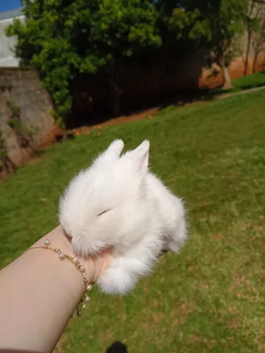 Mini coelho
