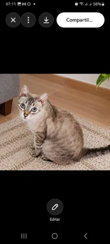 Gata castrada