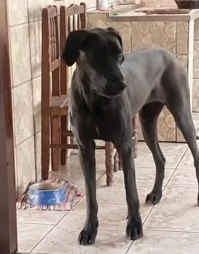 Dogue alemao doação