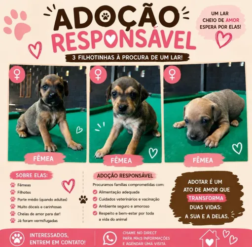 Cães fofinhos para adoação