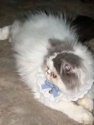 Gato persa no cio macho