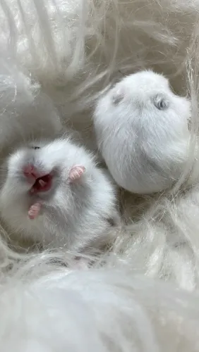 Hamster anão russo