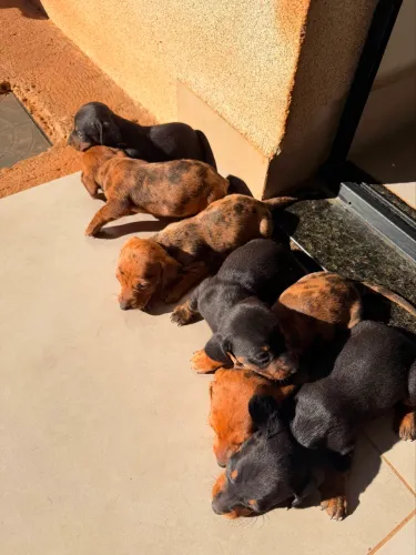 Filhotes Basset 