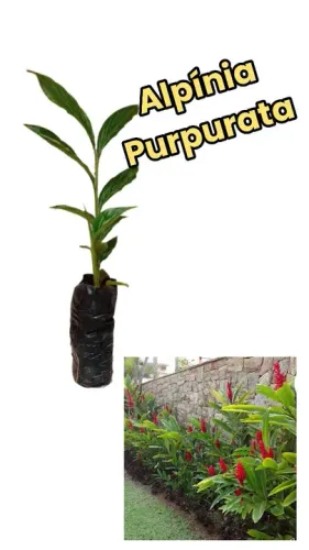 KIT 3 (1 MUDA DE ALPÍNIA PURPURATA 1 LÍRIO DA PAZ 